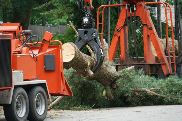 Best Lawn Grading and Leveling  in Logan, NM